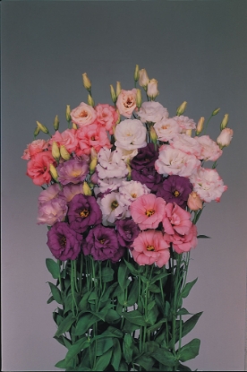 Picture of Lisianthus - Echo Series Mixed Pellets F1